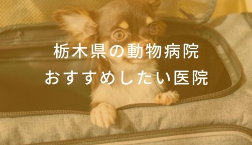 【2026年】栃木県の動物病院 おすすめしたい6医院