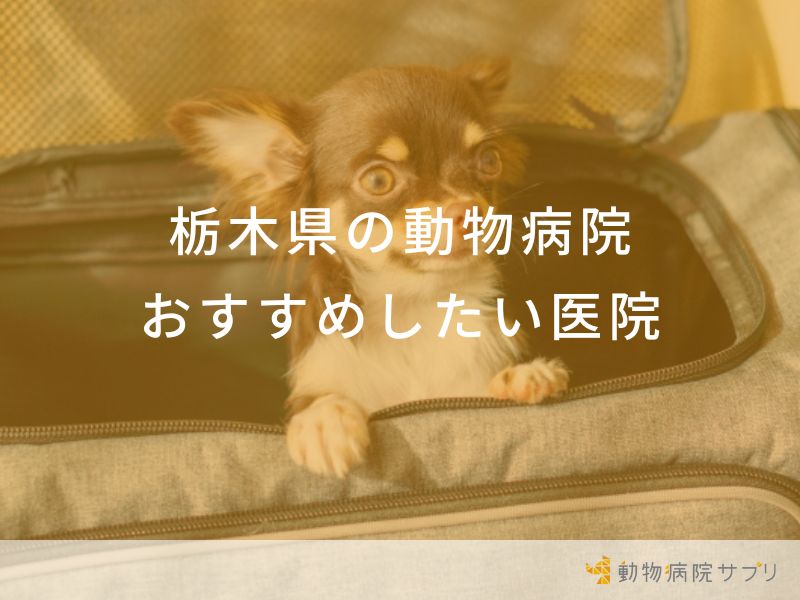 栃木県の動物病院おすすめしたい医院