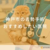 【2025年】神戸市 去勢手術の動物病院 おすすめしたい6医院