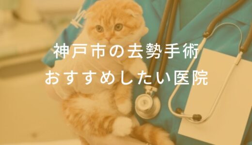 【2025年】神戸市 去勢手術の動物病院 おすすめしたい6医院