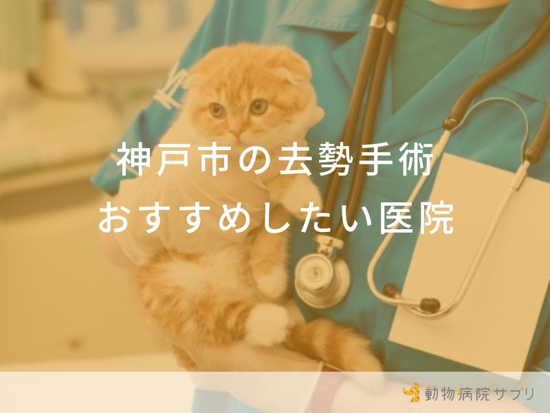 神戸市の去勢手術おすすめしたい医院