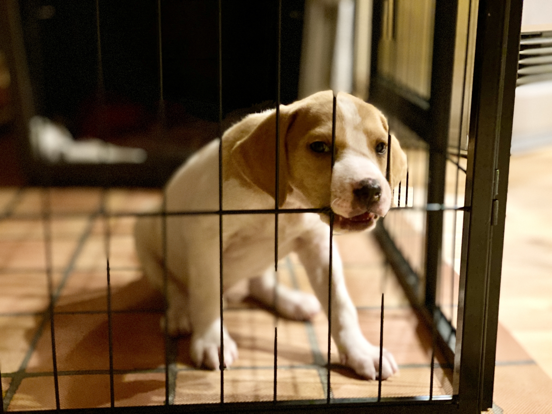 ケージを噛み寂しそうな子犬