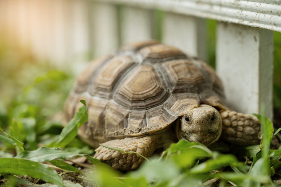 亀はどのようなときに動物病院へ連れて行けばいいの？亀が弱っているときの特徴を併せて解説