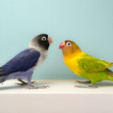 動物病院のインコの診療｜主な病気や症状、動物病院へ連れて行くときの注意点などを解説