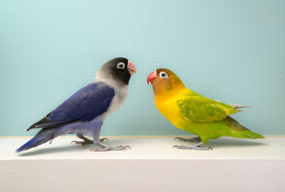 動物病院のインコの診療｜主な病気や症状、動物病院へ連れて行くときの注意点などを解説