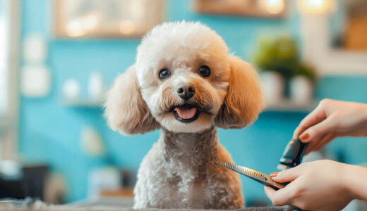 犬のトリミングをしないとどのようなデメリットがあるの？トリミングの目的や頻度も解説します