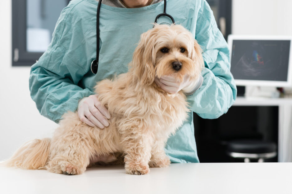 犬の栄養不足の原因や予防法、老犬の食事管理のポイントも併せて解説！