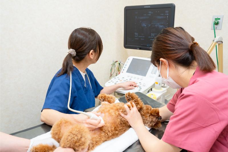 つつじヶ丘動物病院