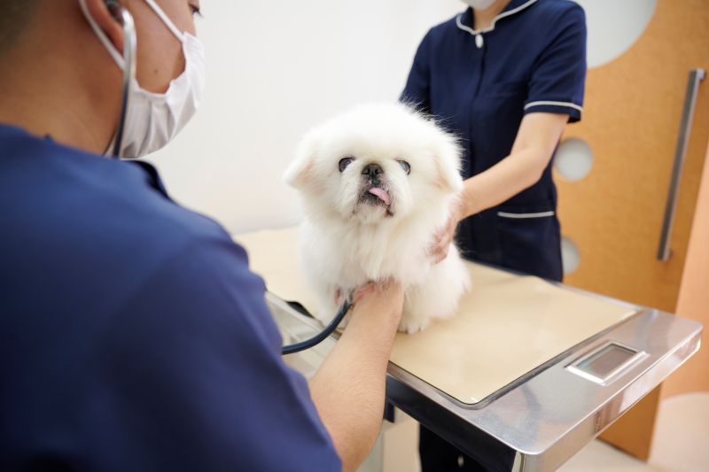 名古屋みなとテイルズ犬猫病院photo
