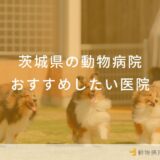 【2025年】茨城県の動物病院 おすすめしたい6医院