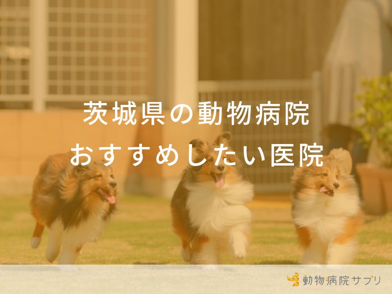 茨城県の動物病院おすすめしたい医院