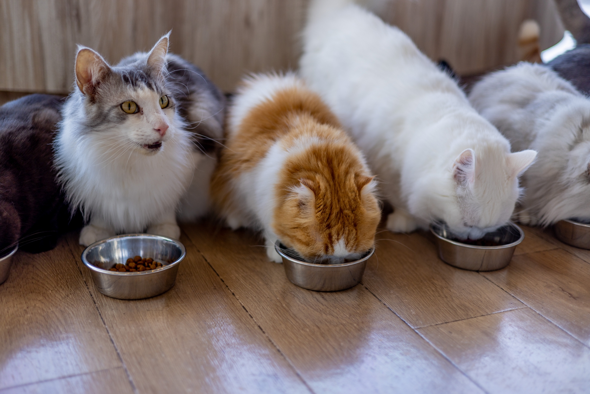 餌を食べている猫たち