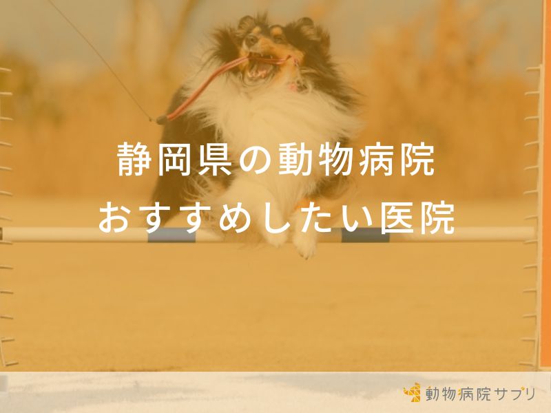 静岡県の動物病院おすすめしたい医院