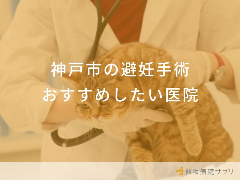 神戸市の避妊手術おすすめしたい医院