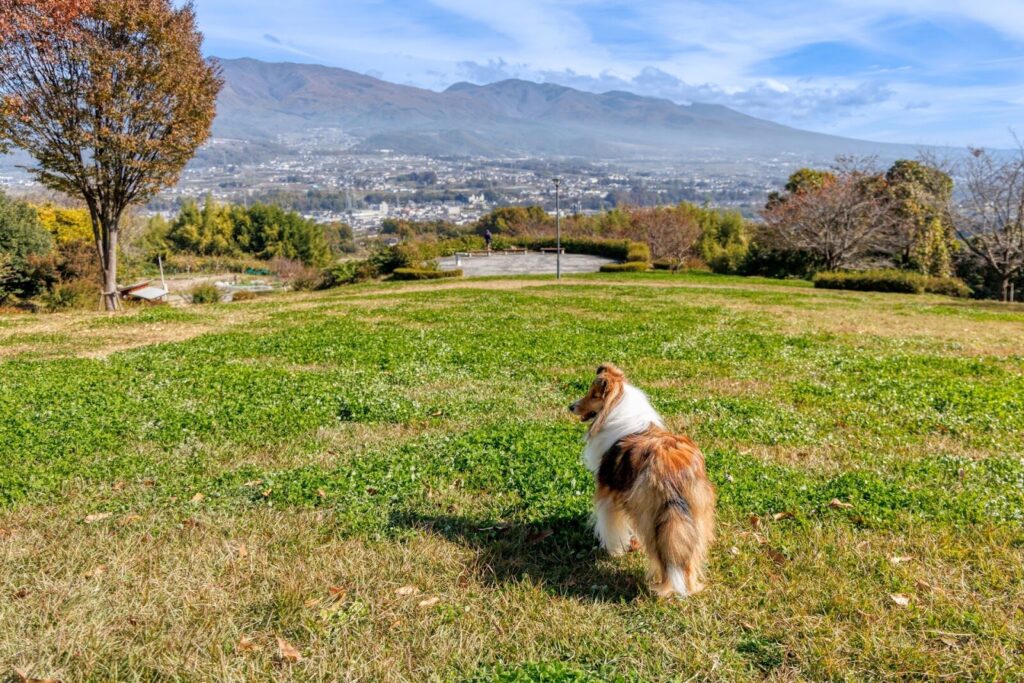 ペットのしつけ教室に通う前に確認すべきこと