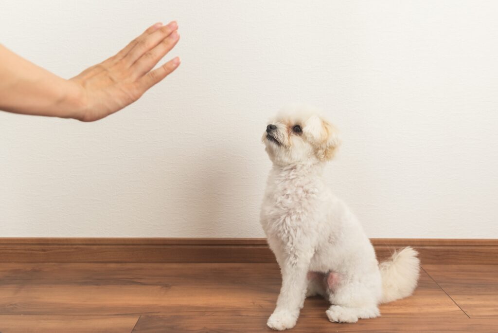 「待て」のしつけを身につける必要性