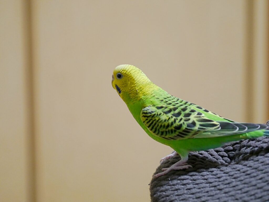 鳥類の健康管理