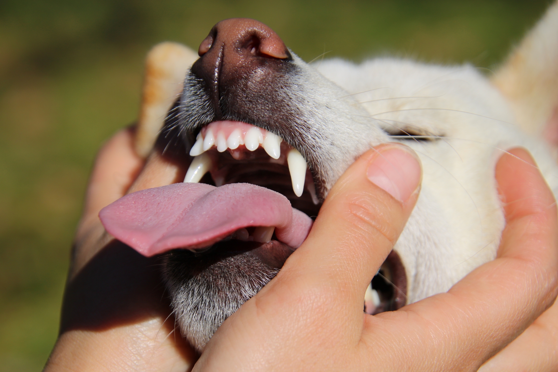 犬の歯