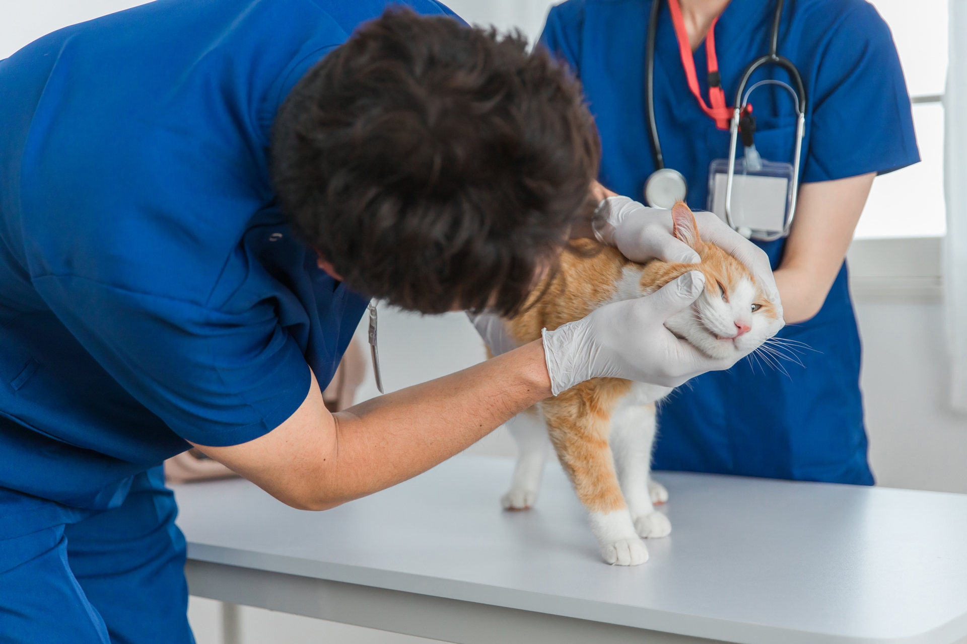 動物病院で猫の顔を診察する獣医師