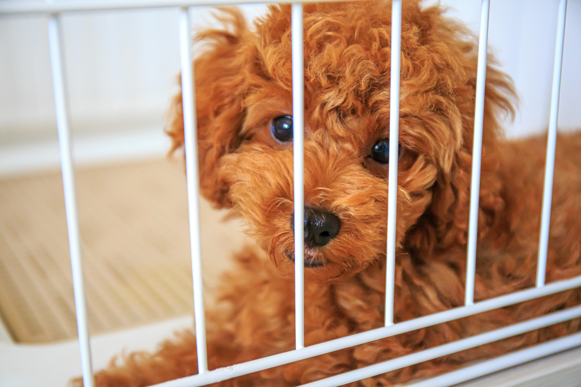 サークルの中で休むトイプードルの仔犬