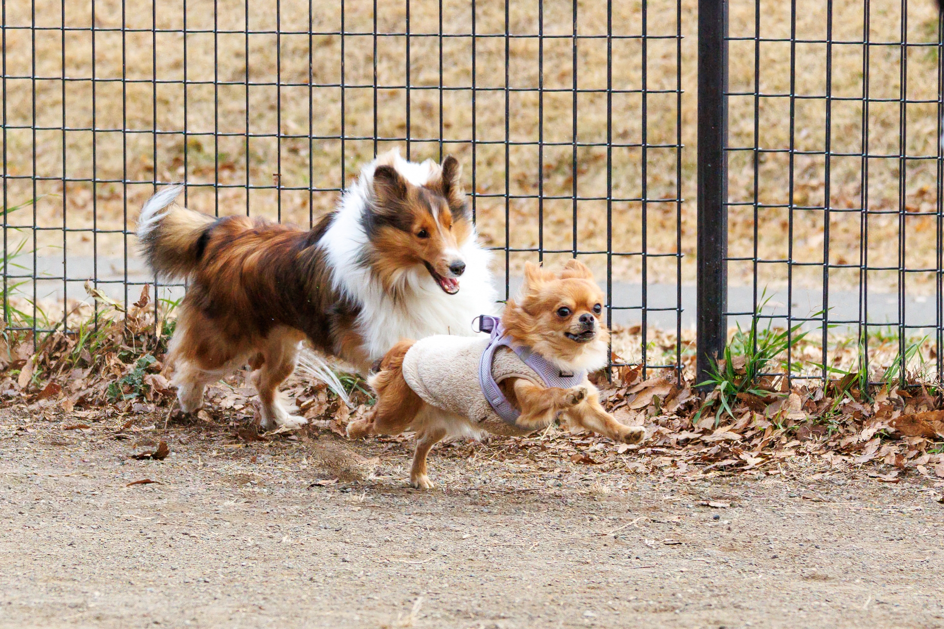 走る犬