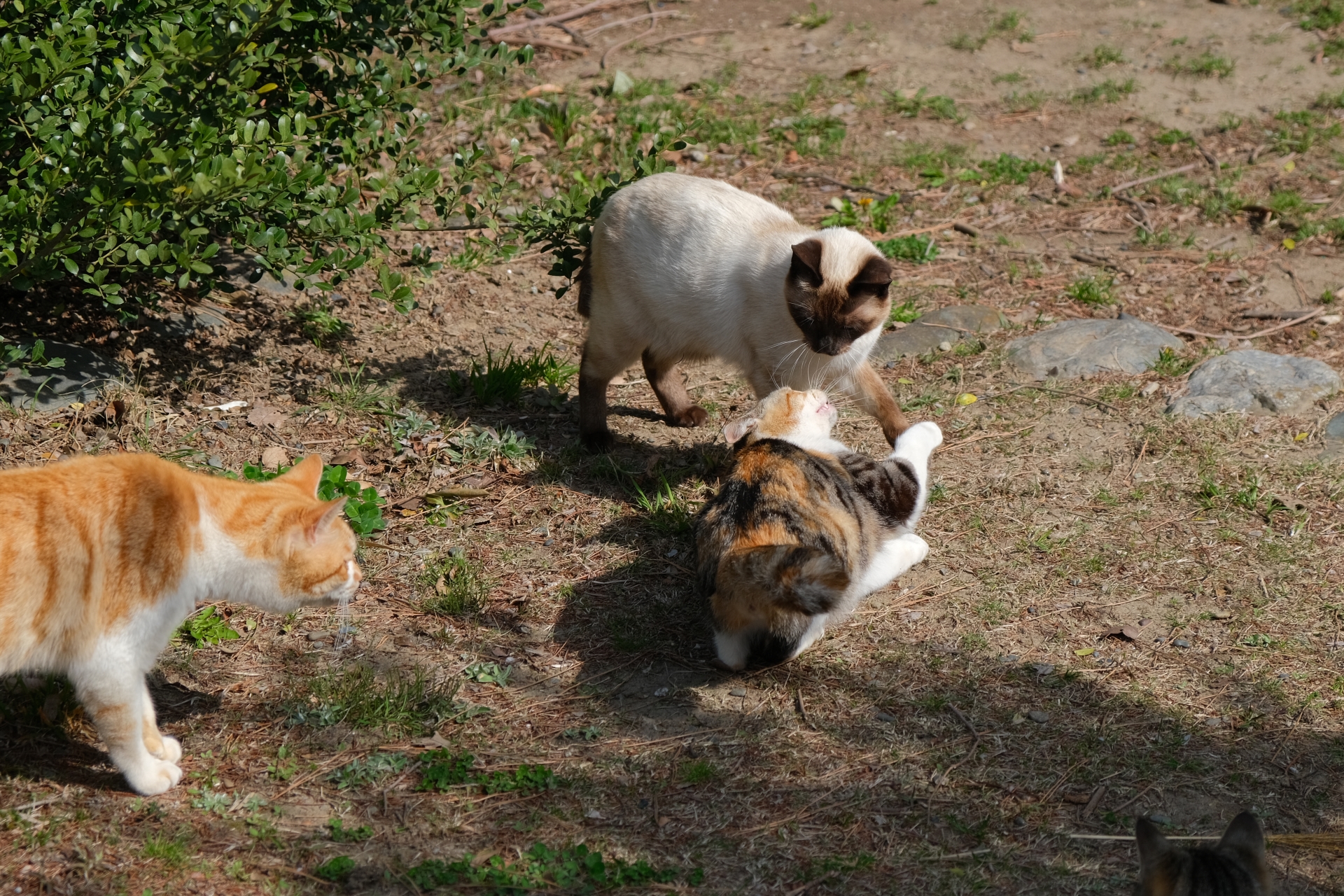 じゃれるねこ