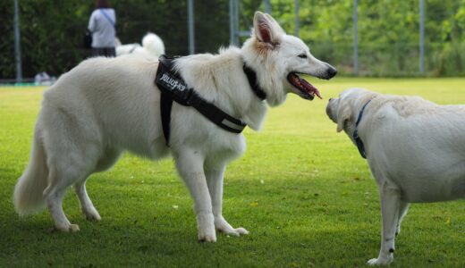 ペットしつけ教室はどれくらいの期間通うべき？効果を高めるポイントも解説