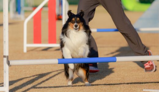 ペットのしつけ教室とアジリティーの違い｜アジリティーのメリットや効果、注意点も解説