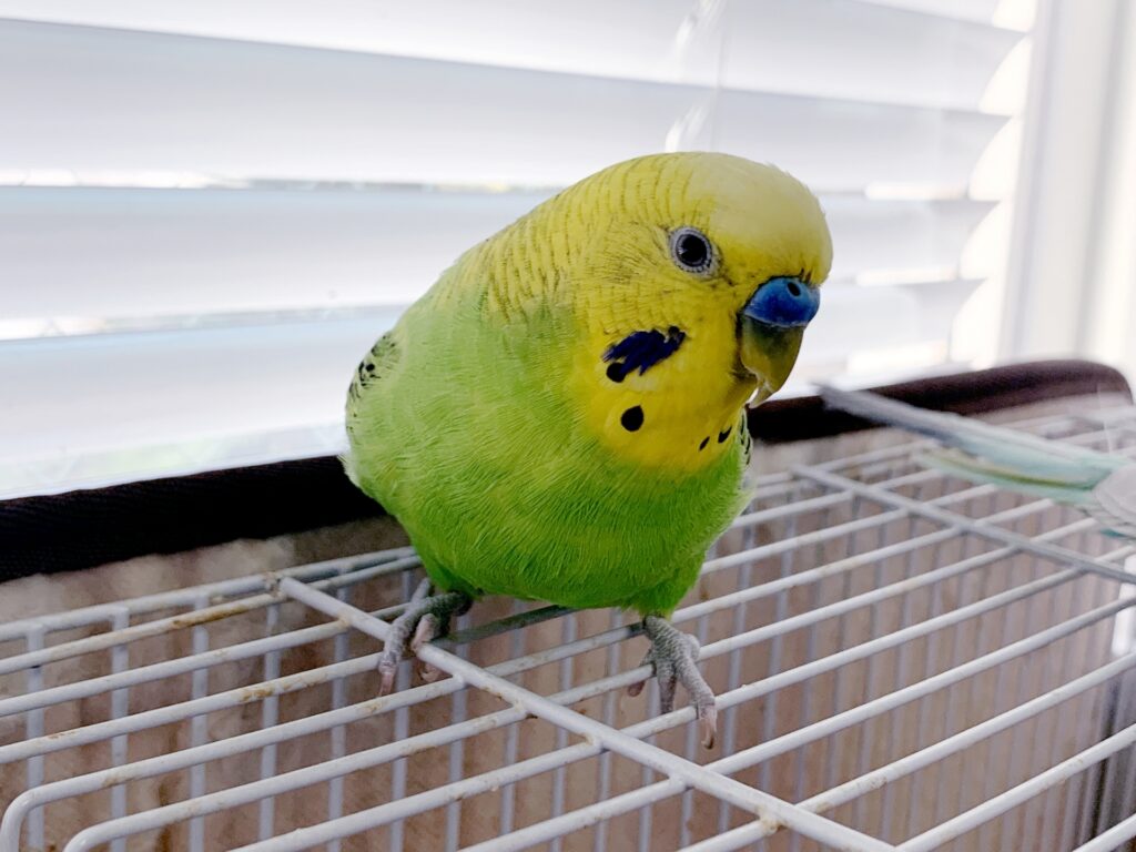 鳥類の体調不良について