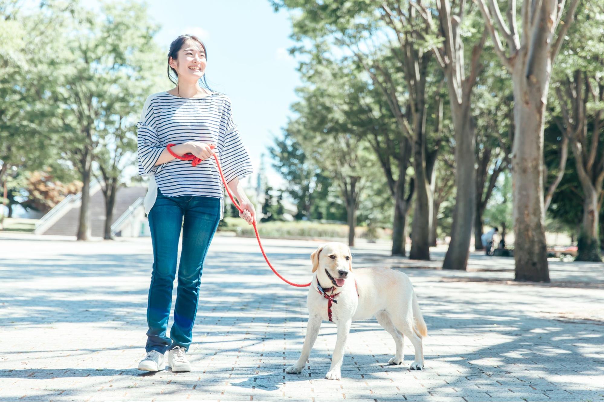 犬の散歩