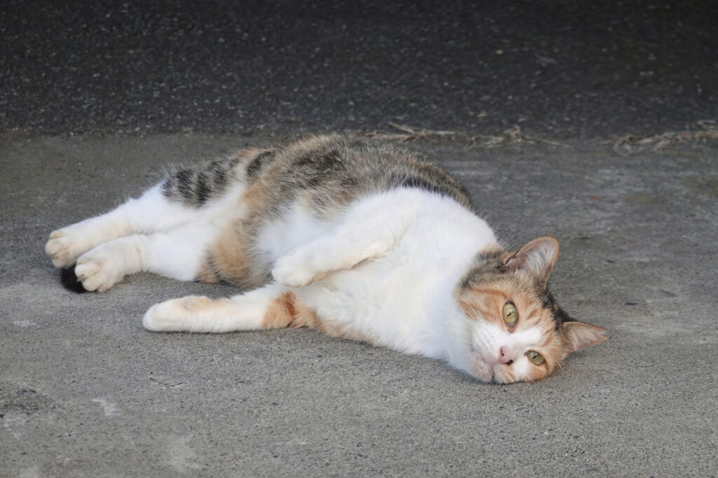 猫が遭遇しやすい事故の種類