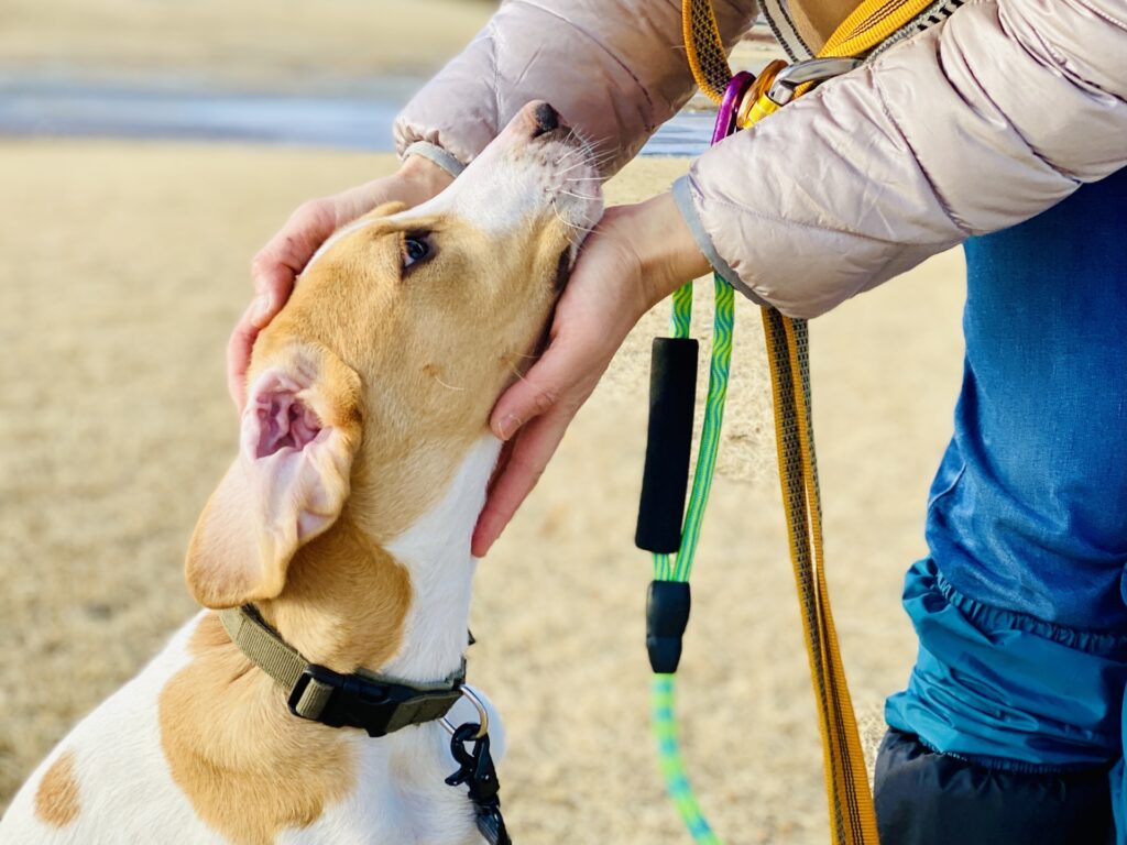 ペットしつけ教室に通う前に注意したい点