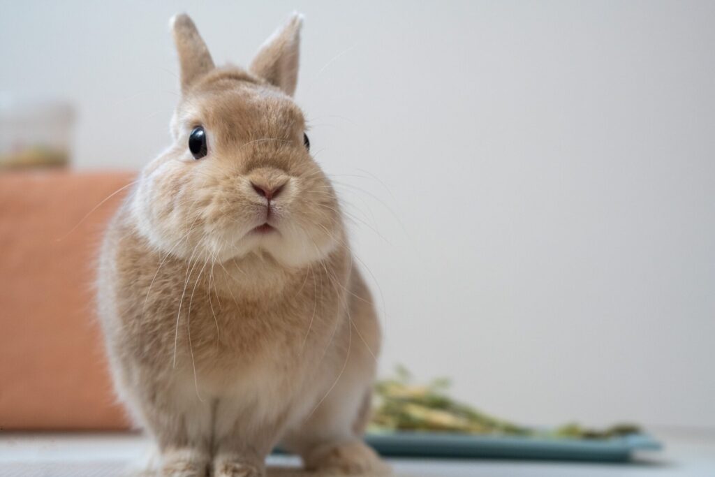 うさぎの体調不良のサイン