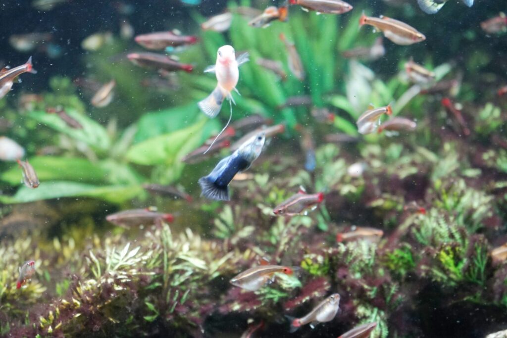 魚が動物病院を受診すべき主な症状