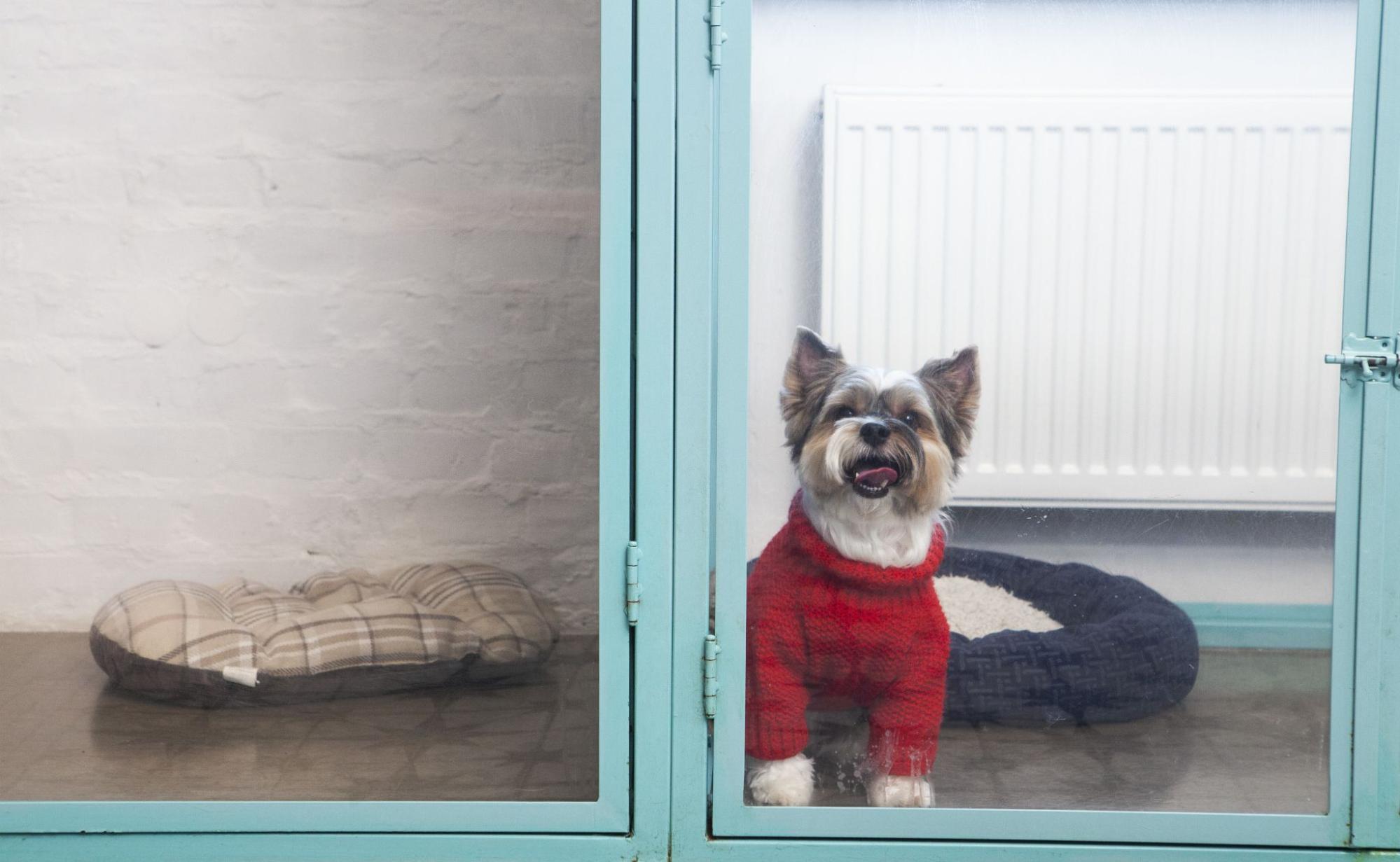 ドッグサロンに預けられた犬