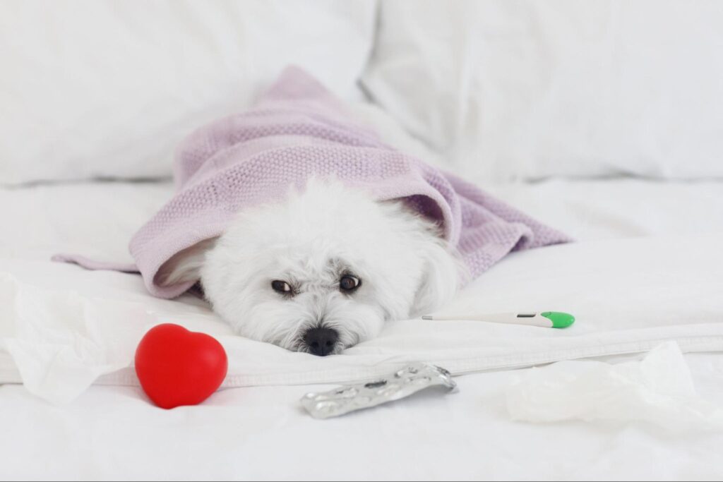 体調が悪い犬