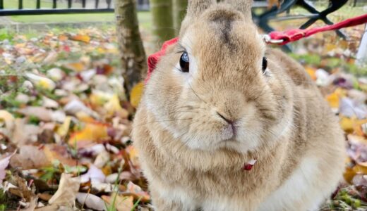 うさぎの体調が悪い？動物病院へ連れて行くべき症状と注意点を解説