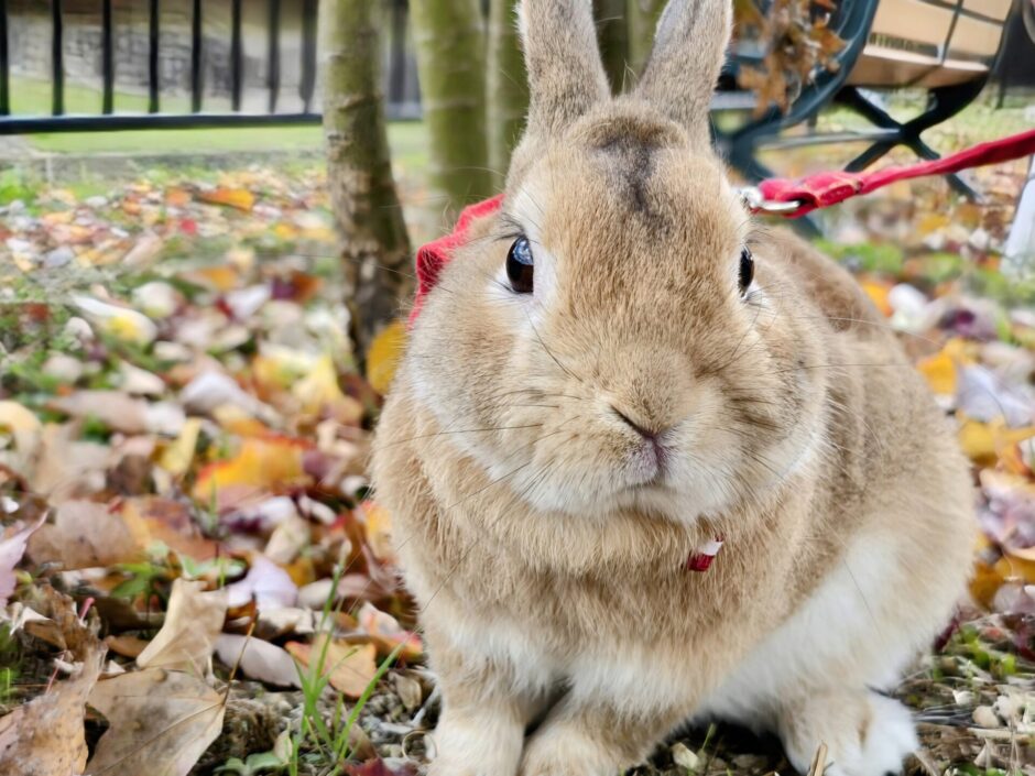 うさぎの体調が悪い？動物病院へ連れて行くべき症状と注意点を解説