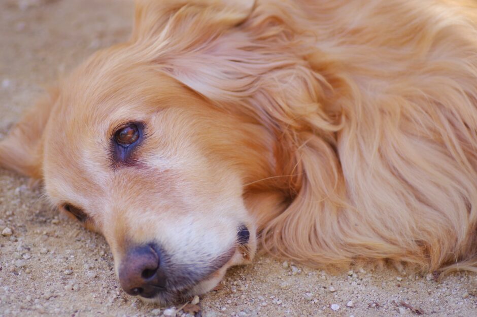 犬の前庭疾患の寿命への影響は？原因や症状・検査方法・治療法を解説