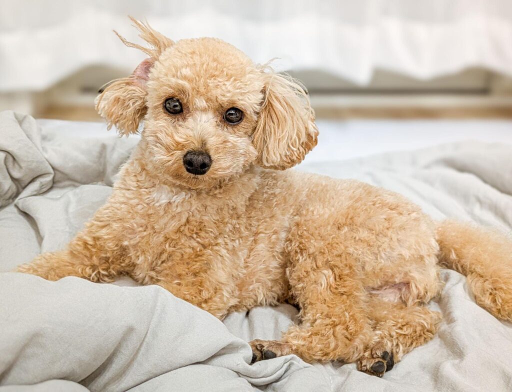 こちらをみる犬