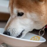 犬の消化器疾患にはどのような食事がよい？症状や注意点についても解説