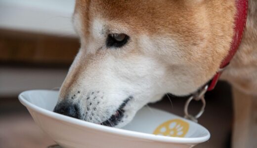 犬の消化器疾患にはどのような食事がよい？症状や注意点についても解説