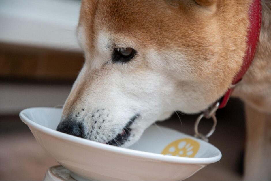 犬の消化器疾患にはどのような食事がよい？症状や注意点についても解説