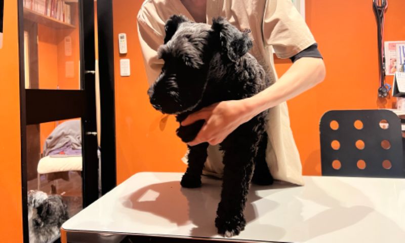 わかば犬猫病院 横浜西口駅前photo
