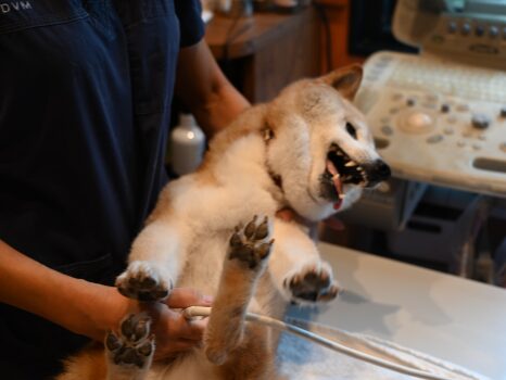 わかば犬猫病院