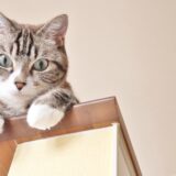 しつけ教室は猫も入れる？しつけが必要な理由や利用する際の注意点も解説