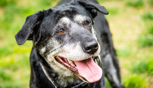 シニア犬がかかりやすい病気とは？病気を予防するためのポイントを徹底解説