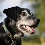 噛む癖がある犬は動物病院を受診できる？噛む理由や対処法などを解説します