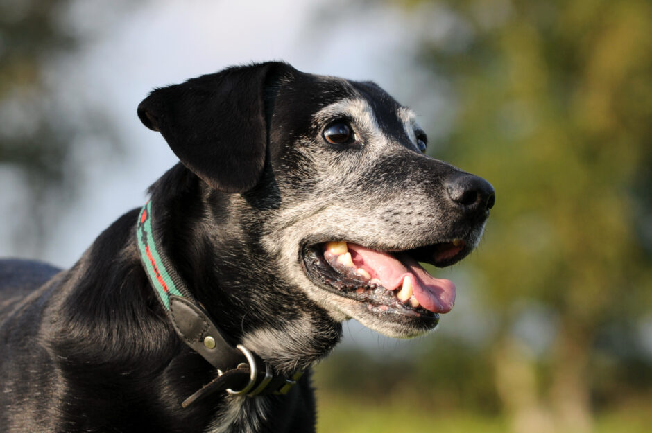 噛む癖がある犬は動物病院を受診できる？噛む理由や対処法などを解説します