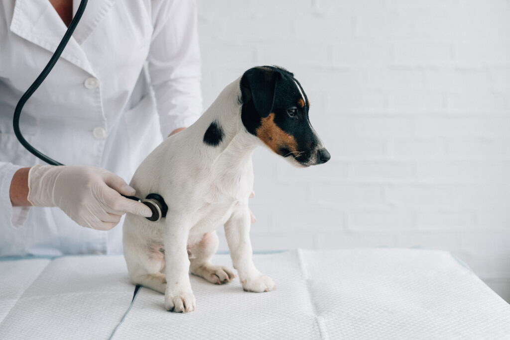 犬の腎不全とは?原因や初期症状を腎臓病の種類ごとに解説します